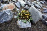 Crepis nana