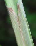 Carex acutiformis