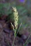 Poa bulbosa ssp. vivipara