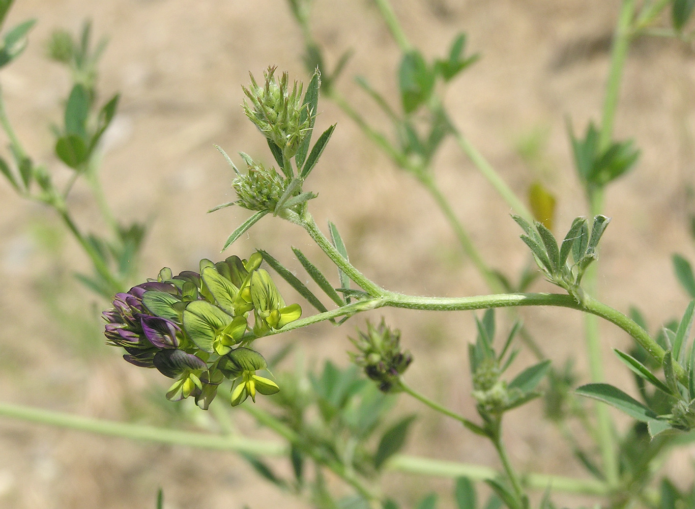 Image of Medicago &times; varia specimen.