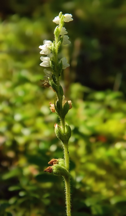 Image of Goodyera repens specimen.