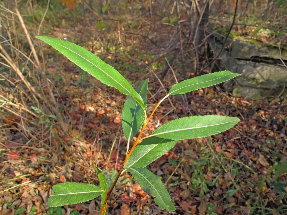 Image of Salix nipponica specimen.