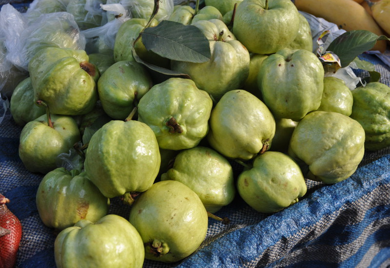 Image of Psidium guajava specimen.