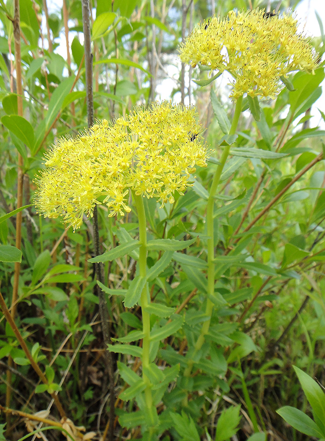 Изображение особи Rhodiola rosea.