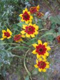 Coreopsis tinctoria. Верхушка цветущего растения. Томск, свалка бытового мусора. 12.09.2007.