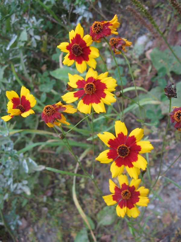 Изображение особи Coreopsis tinctoria.