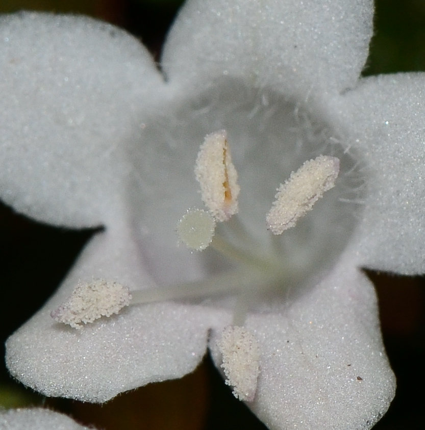 Изображение особи Abelia × grandiflora.