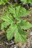 Heracleum sibiricum