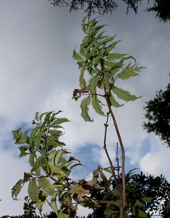 Изображение особи Sambucus racemosa.