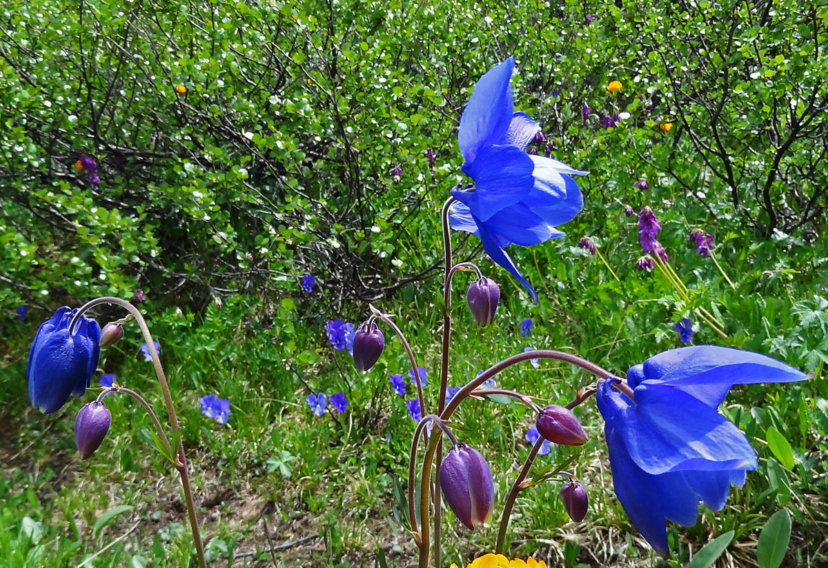 Изображение особи Aquilegia glandulosa.