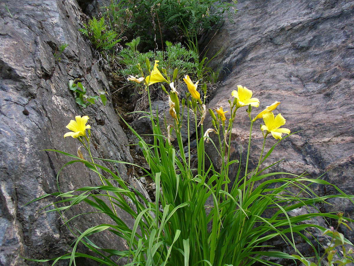 Image of Hemerocallis minor specimen.