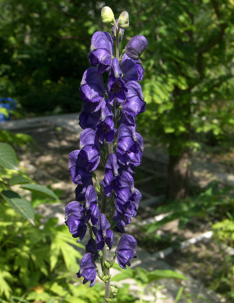 Изображение особи Aconitum napellus.