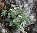 Sedum hispanicum