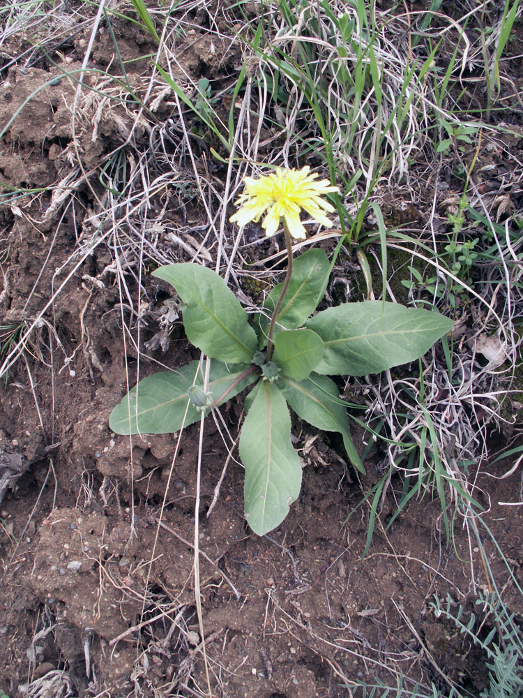 Изображение особи Taraxacum monochlamydeum.