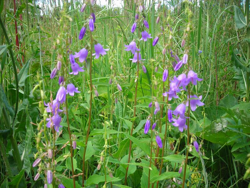 Изображение особи Campanula rapunculoides.