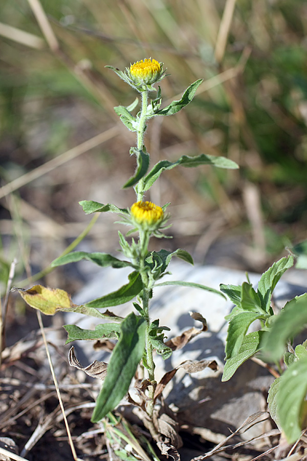 Изображение особи Inula britannica.