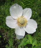 Anemone sylvestris. Цветок. Пермский край, Кунгурский р-н, окр. с. Филипповка, северная часть Кунгурской лесостепи, гора Ледяная. 14.06.2013.