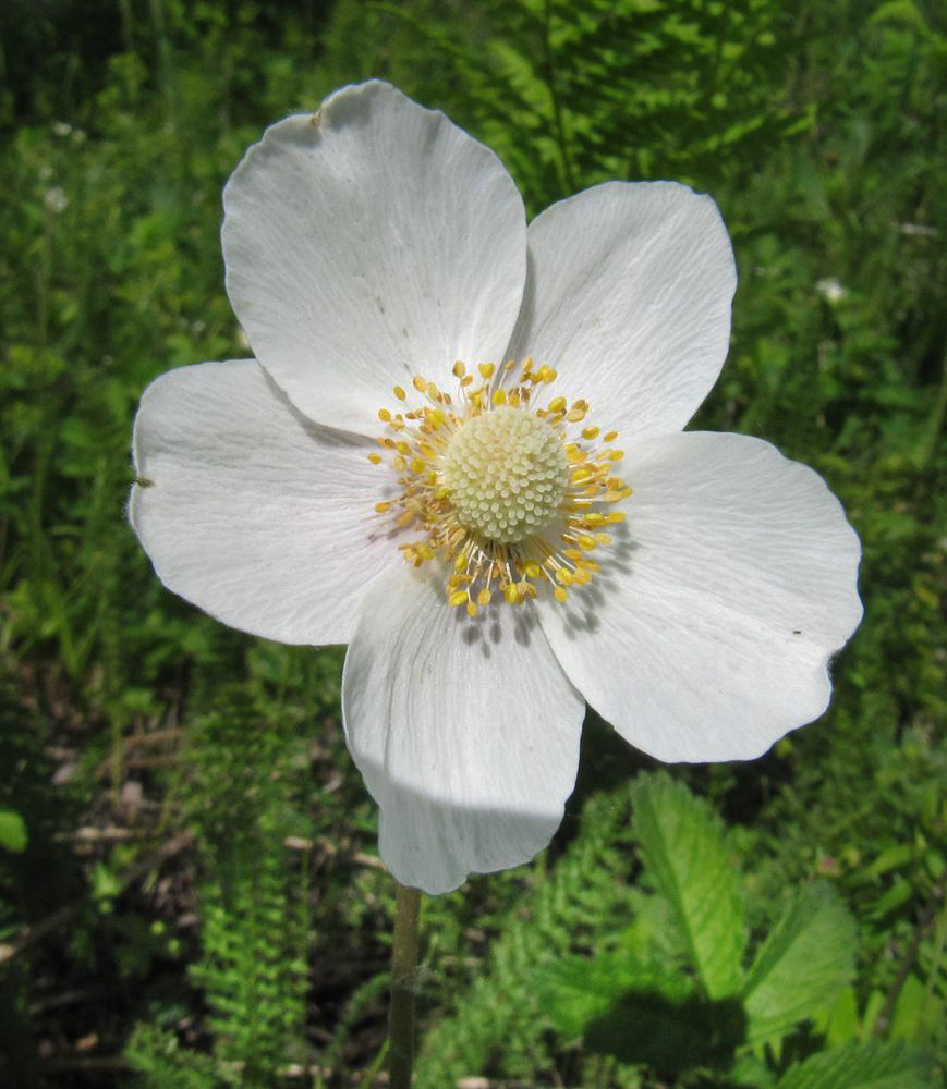 Изображение особи Anemone sylvestris.