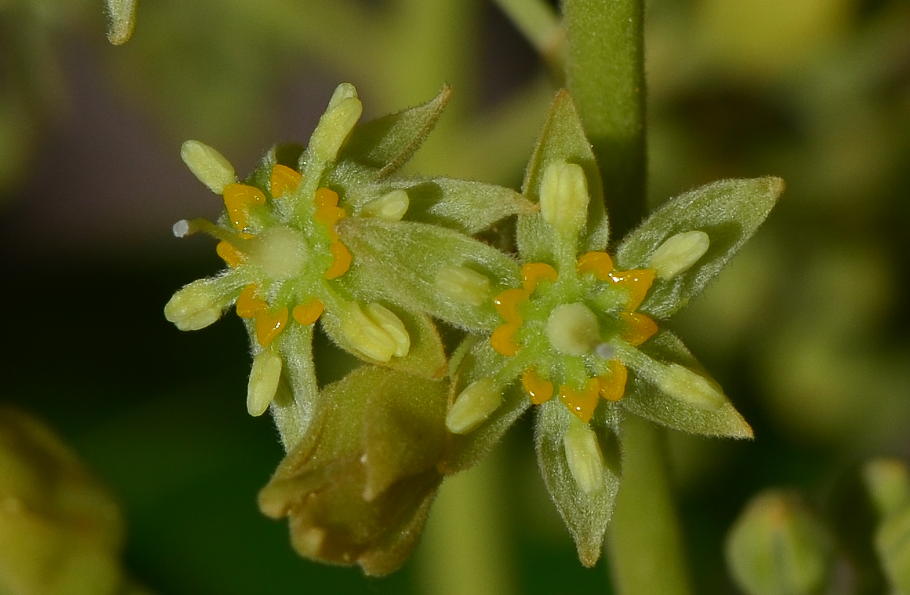 Image of Persea americana specimen.