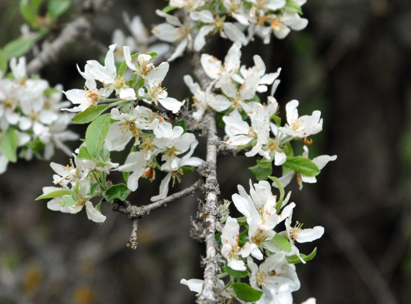 Image of genus Pyrus specimen.