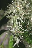 Fraxinus ornus. Часть соцветия. Южный берег Крыма, окр. пос. Гурзуф. 26.04.2014.