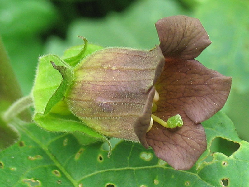 Image of Atropa bella-donna specimen.