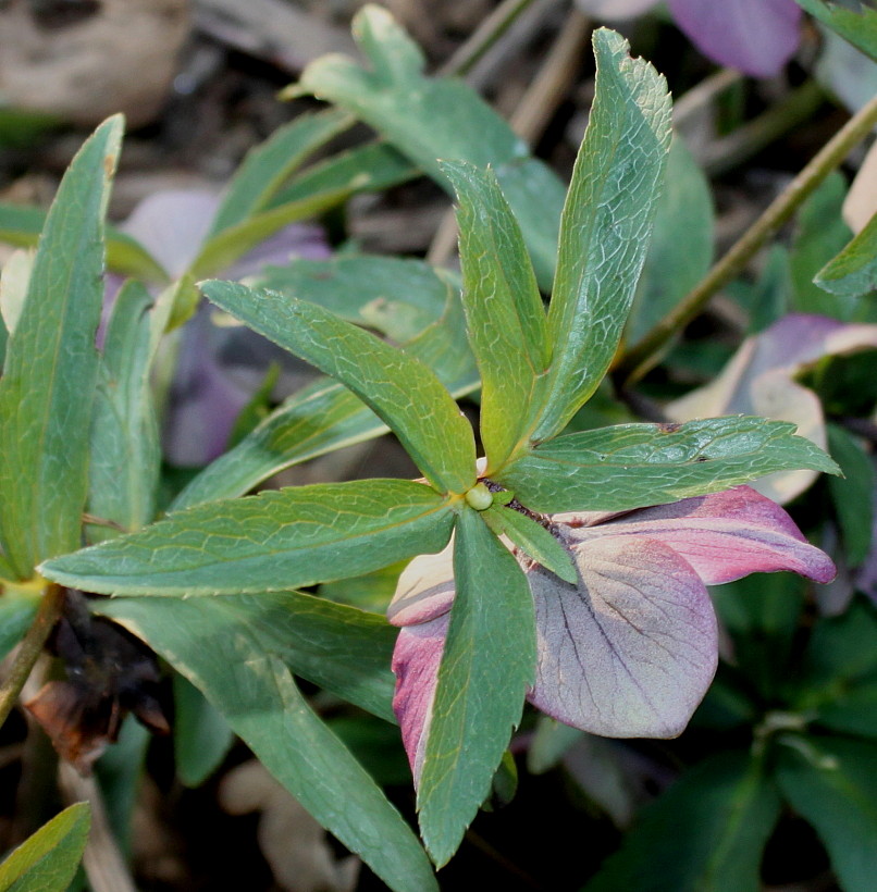 Image of Helleborus purpurascens specimen.