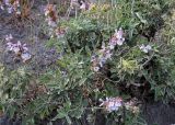 Salvia pomifera. Цветущие растения в сообществе с Phlomis fruticosa. Греция, п-ов Пелопоннес, о. Монемвасия, соединённый с Пелопоннесом дамбой. 03.04.2014.