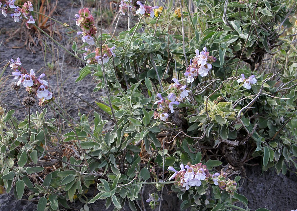 Изображение особи Salvia pomifera.