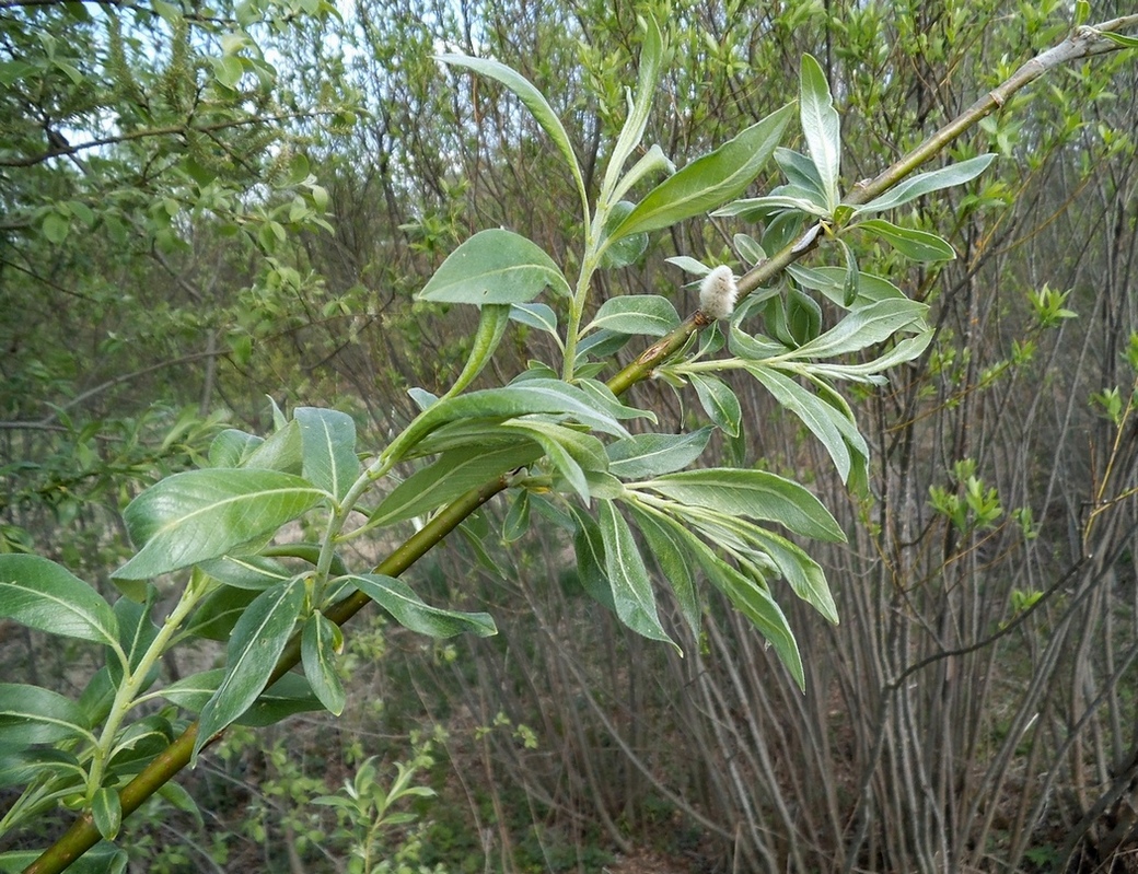 Image of Salix × reichardtii specimen.
