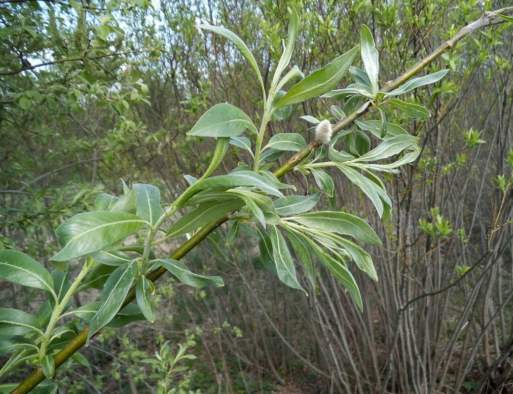 Изображение особи Salix &times; reichardtii.