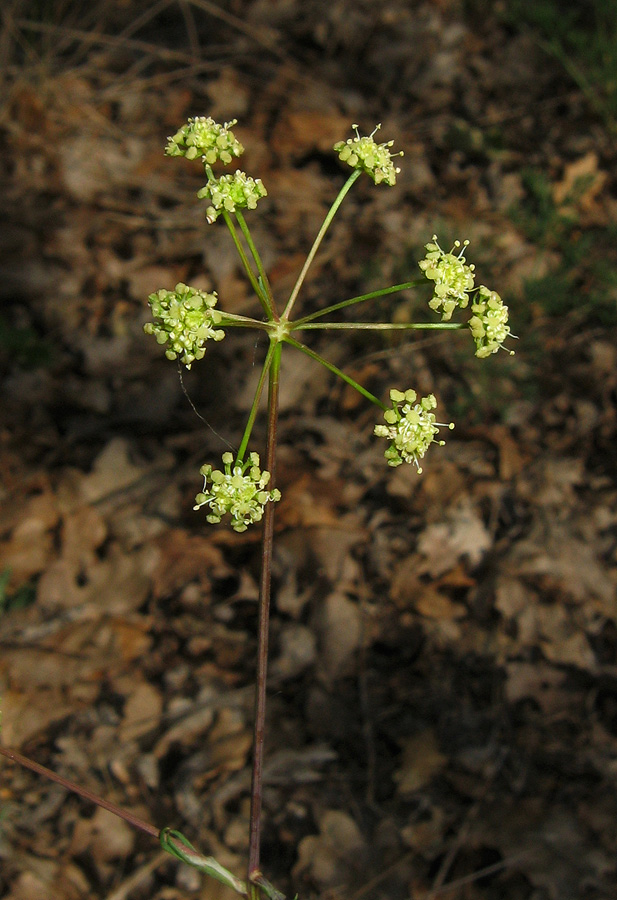 Image of Rumia crithmifolia specimen.