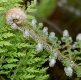 Polystichum setiferum. Верхушка разварачивающейся вайи ('Proliferum Plumosum Densum'). Германия, г. Дюссельдорф, Ботанический сад университета. 04.05.2014.