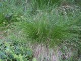 Carex elongata. Плодоносящее растение. Московская обл., Лотошинский р-н, окр. дер. Савостино. 03.06.2014.