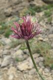 Allium nathaliae. Соцветие с цветками и завязавшимися плодами. Крым, окр. Феодосии, гора Эчкидаг, каменистая осыпь. 7 июня 2014 г.