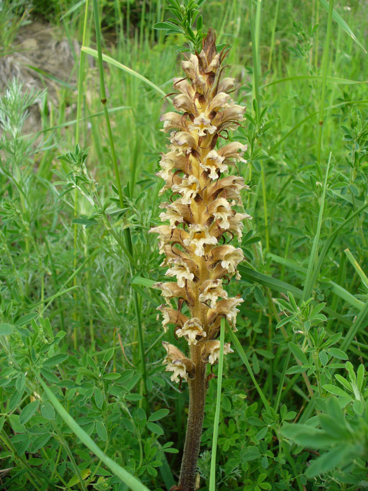 Image of Orobanche lutea specimen.