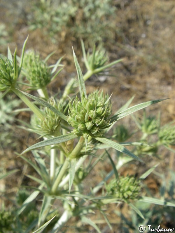 Изображение особи Eryngium campestre.