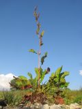 Rumex sylvestris. Цветущее растение. Краснодарский край, окр. г. Крымск, берег р. Адагум. 23.06.2014.