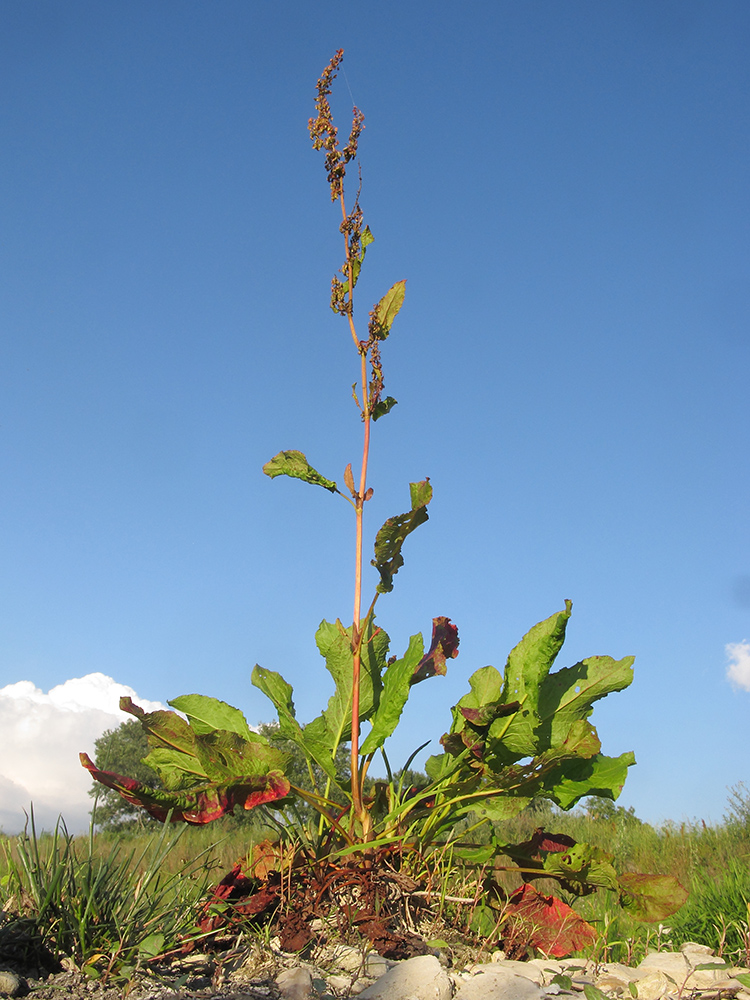 Изображение особи Rumex sylvestris.