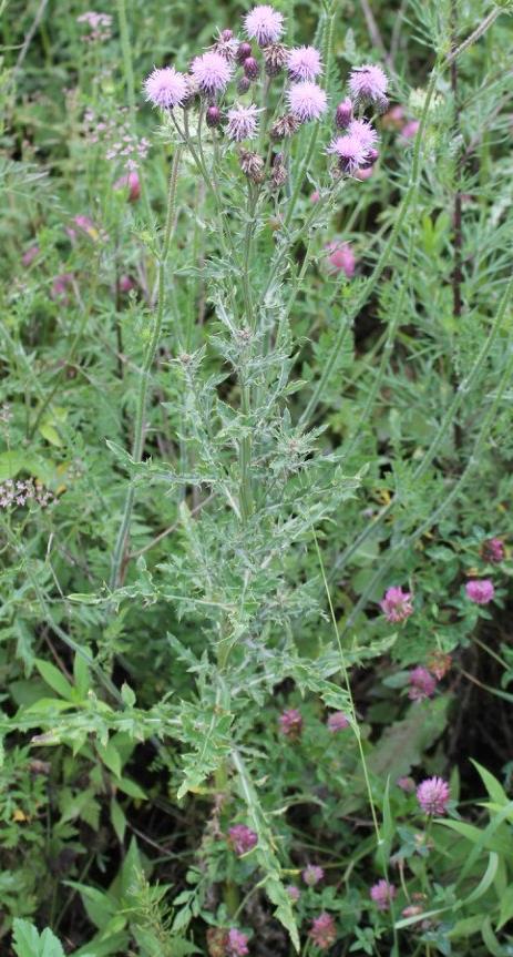 Image of Cirsium arvense specimen.