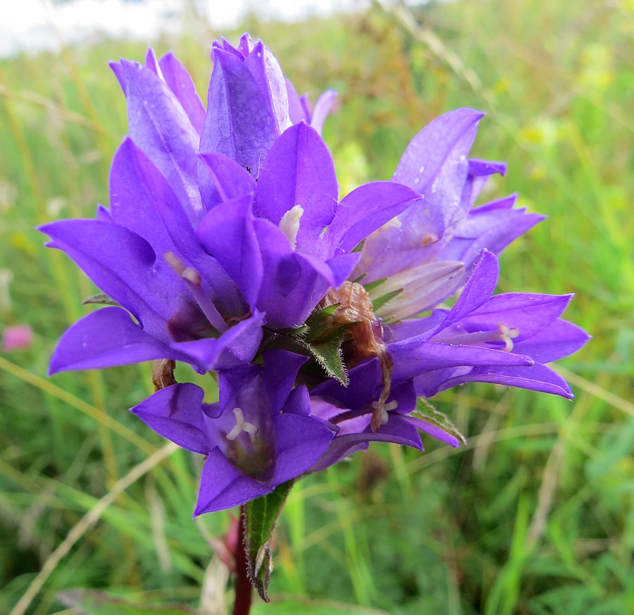 Изображение особи Campanula glomerata.