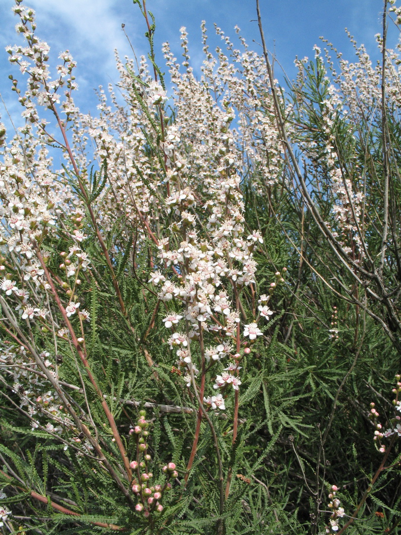 Image of Spiraeanthus schrenkianus specimen.