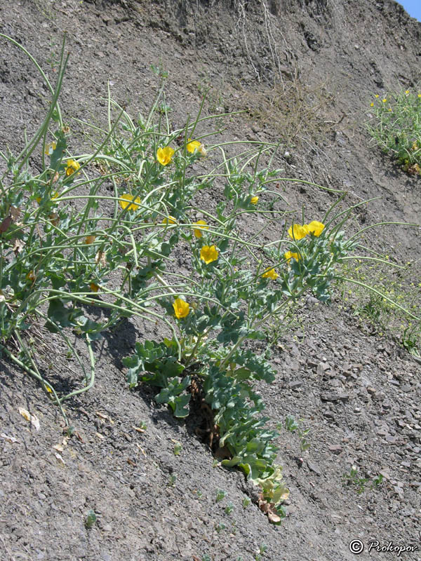 Изображение особи Glaucium flavum.