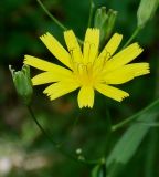 Lapsana intermedia