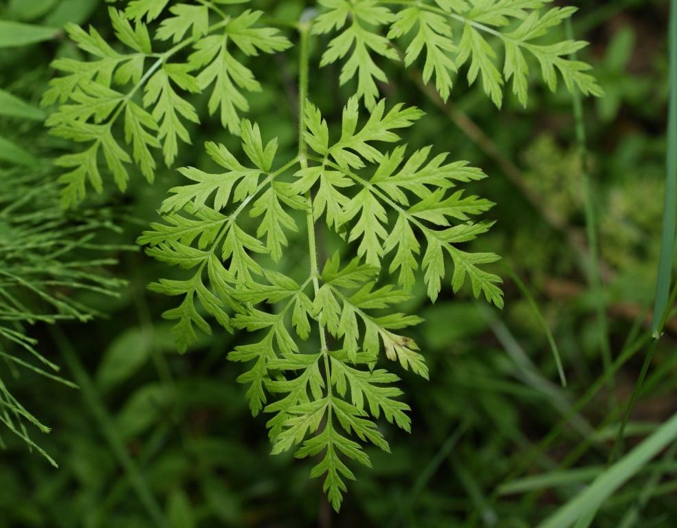 Image of Sphallerocarpus gracilis specimen.