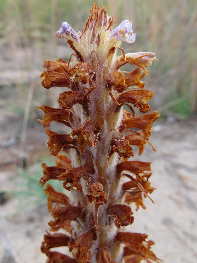 Image of Orobanche coerulescens specimen.