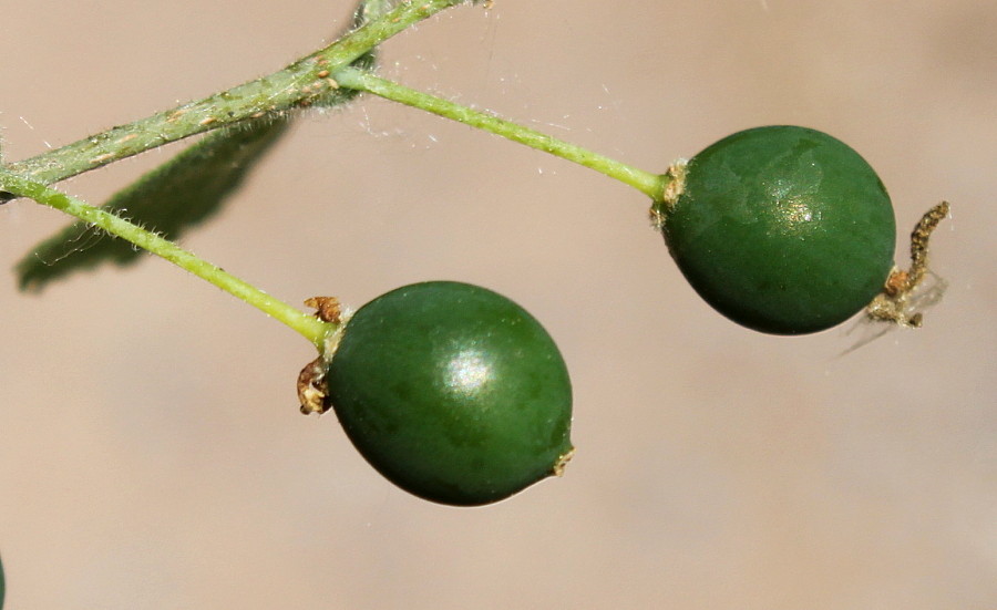 Изображение особи Celtis biondii.