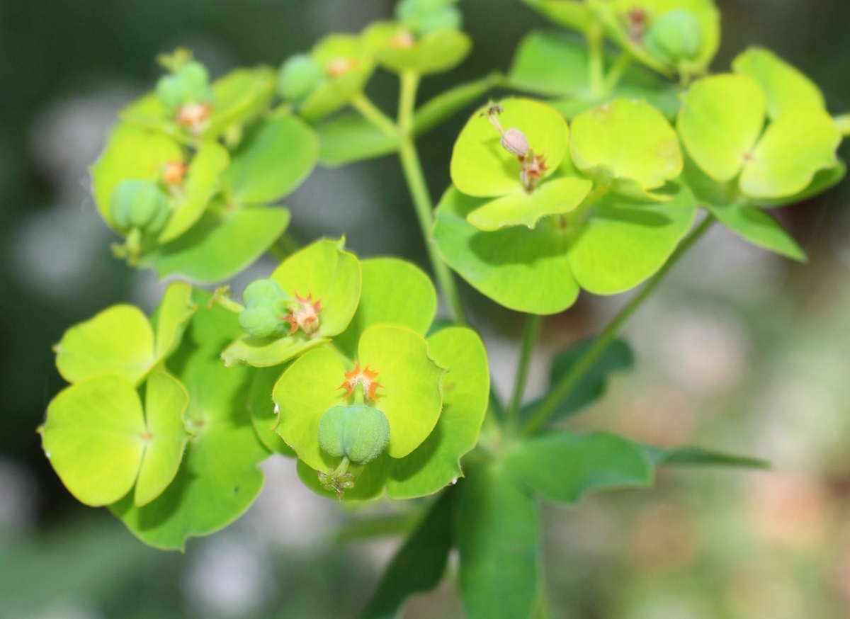 Image of Euphorbia virgata specimen.
