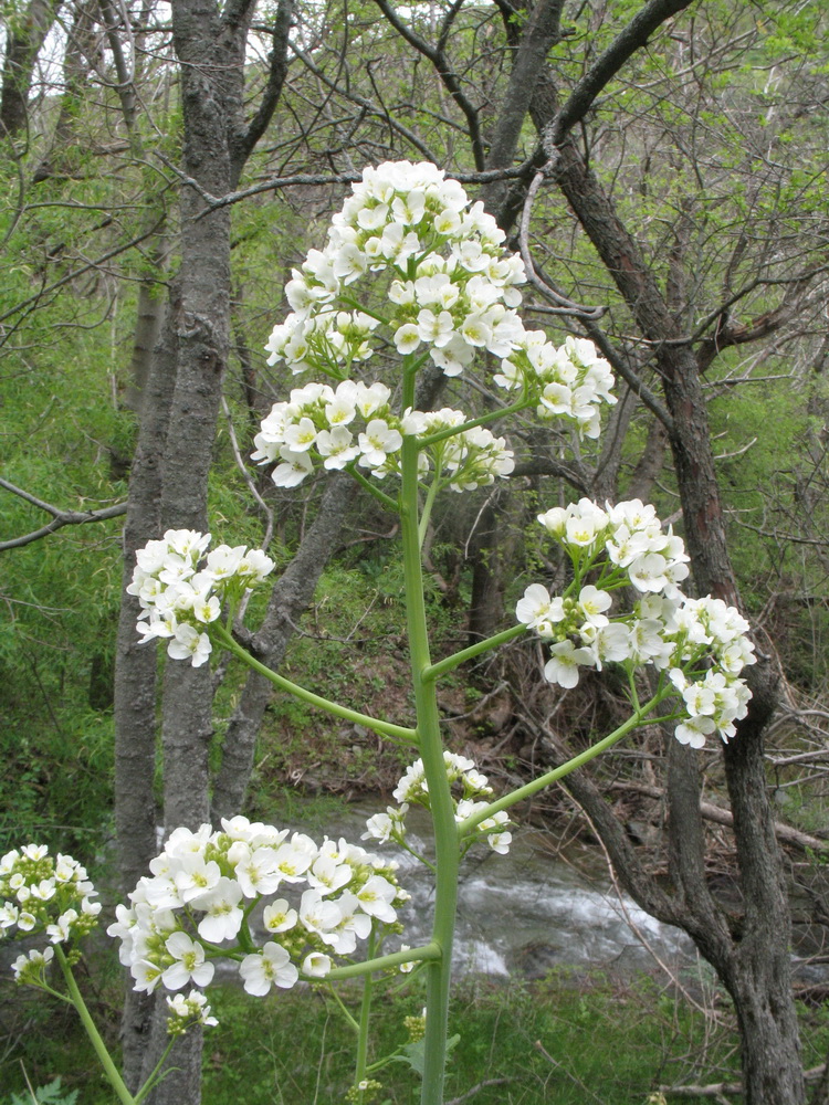 Image of Crambe kotschyana specimen.