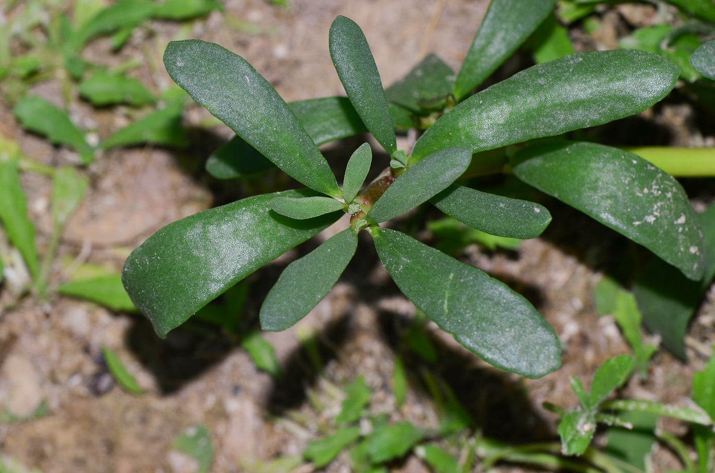 Изображение особи Sesuvium portulacastrum.